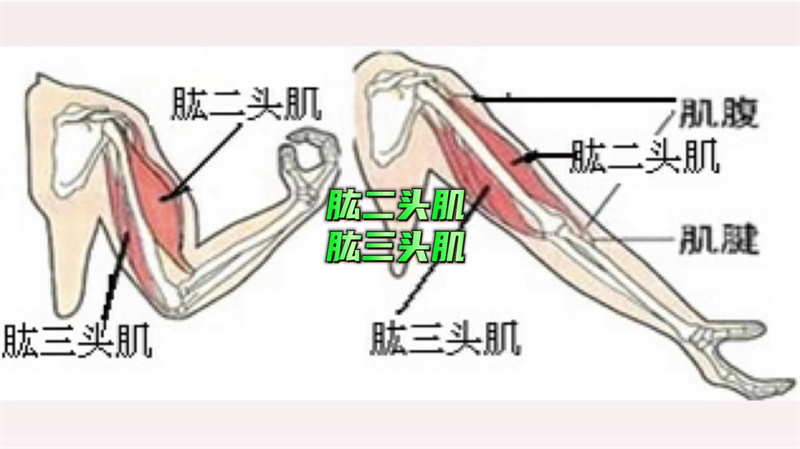 肩周训练 